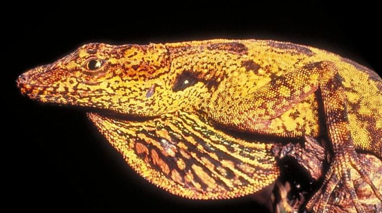 Luchando por la supervivencia Reptil