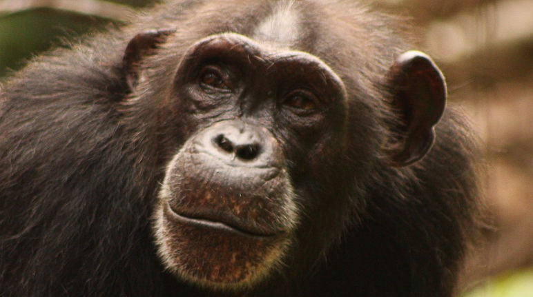 Chimpancé de África occidental (Pan troglodytes verus)