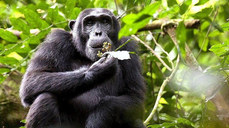 Chimpancé en Uganda