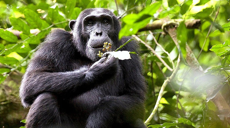 Desaparece el hábitat de los chimpancés Chimpancé en Uganda