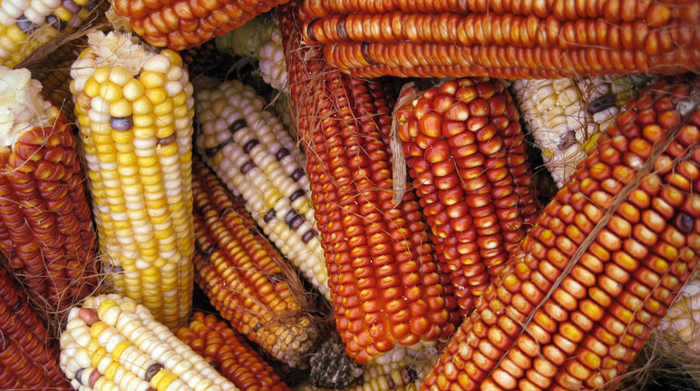 Cosecha de maíz Mazorcas de maíz