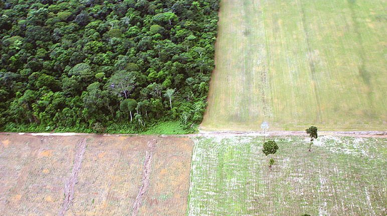Deforestación del Amazonas para monocultivo de soja Destrucción de la selva amazónica