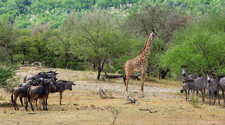 Jirafas, cebras, ñus en la Reserva Selous