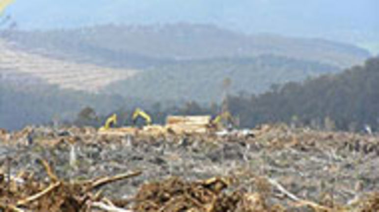 Plantaciones de árboles sin fin