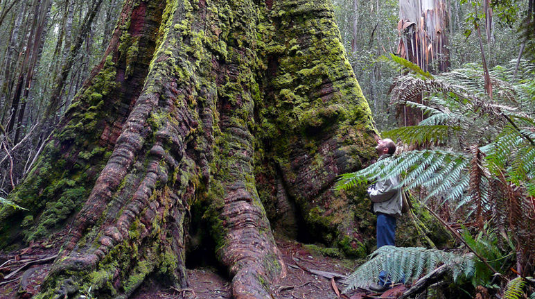 Los árboles más altos del mundo continúan bajo protección (Foto: bishib70/Flickr) Zona de naturaleza salvaje de Tasmania patrimonio mundial UNESCO