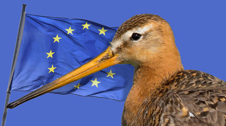Aguja colinegra (Limosa limosa) y bandera de Europa