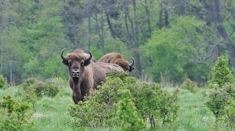 Bisontes europeos en el bosque de Bialowieza en Polonia