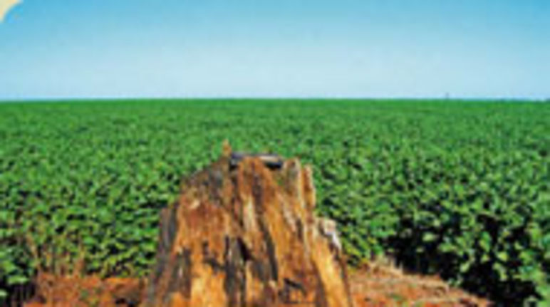 Campo de soja