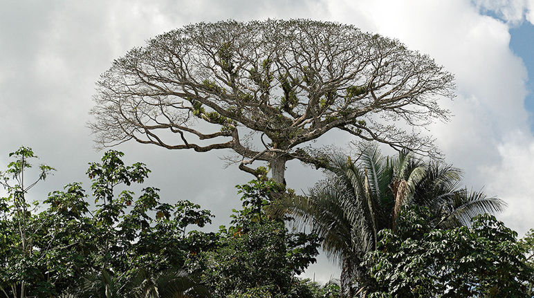 Yasuni, Ecuador