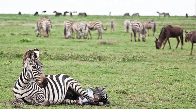 Serengeti