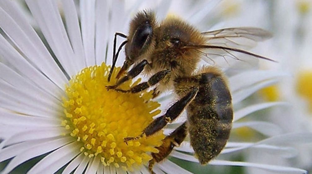 Abeja y flor