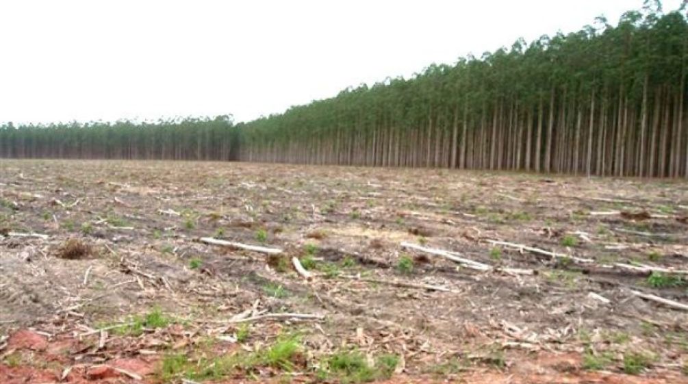 Plantaciones no son bosques Monocultivo de eucalipto