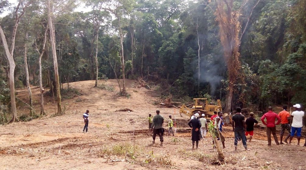 Maquinaria pesada derribando árboles en Cross River, Nigeria