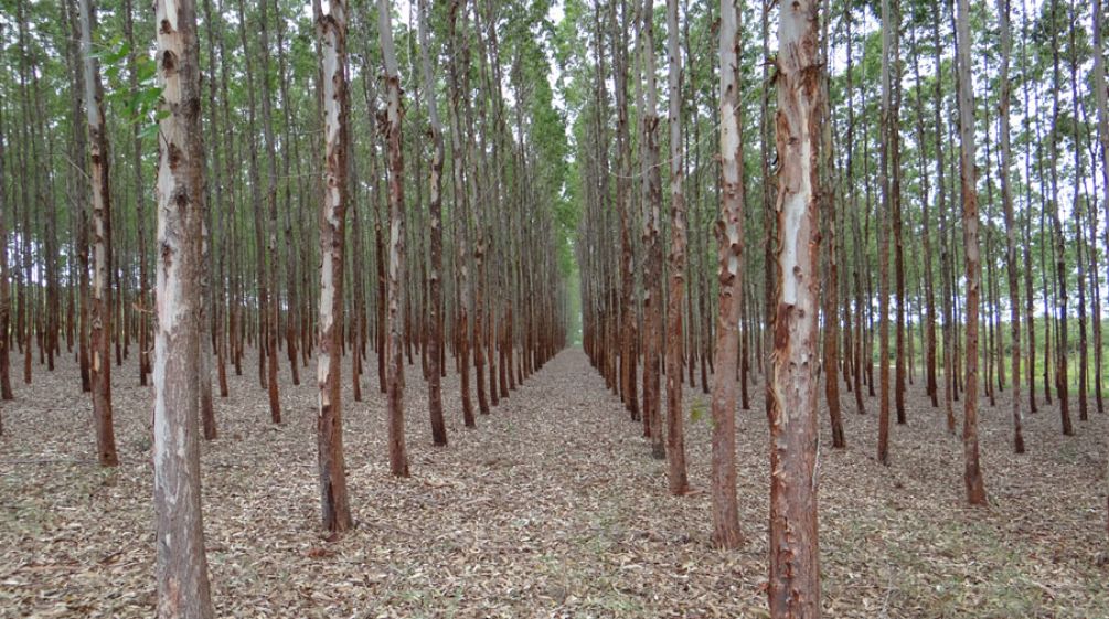 Monocultivo de eucalipto