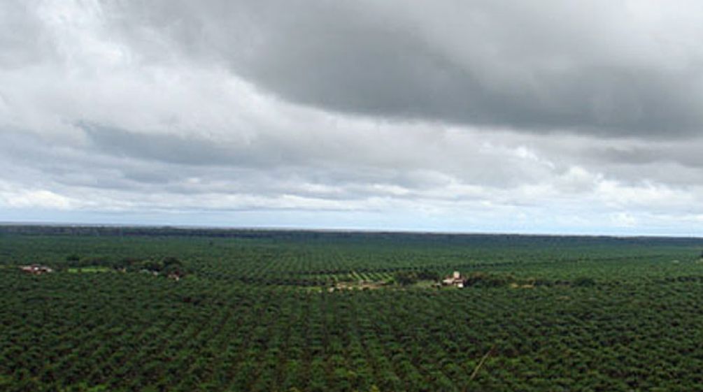 Monocultivo de palma en Honduras