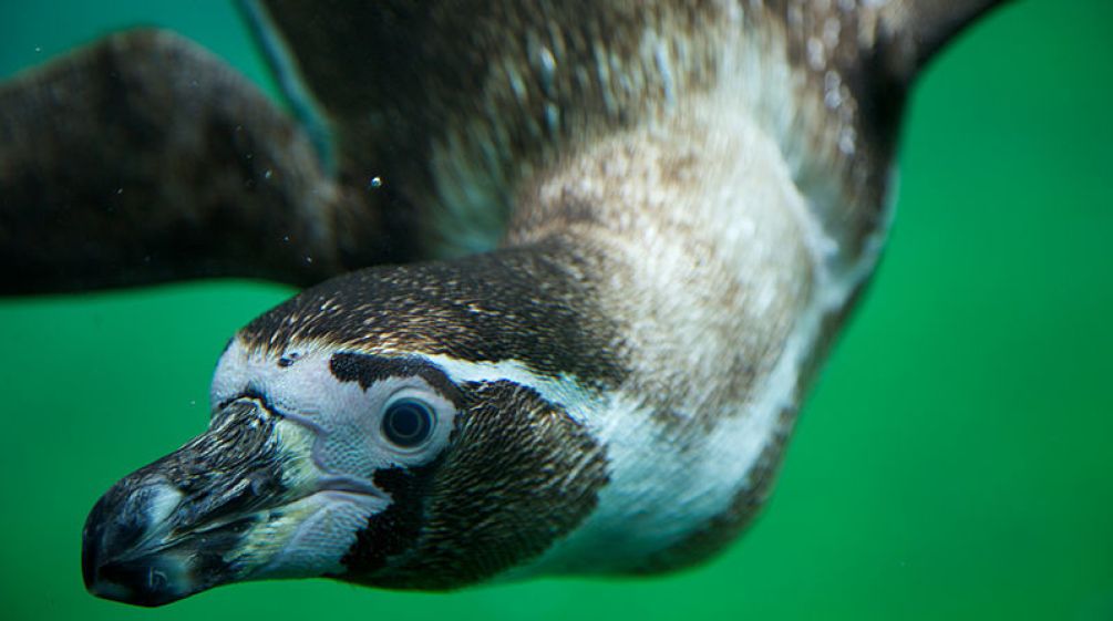 Pingüino Humboldt