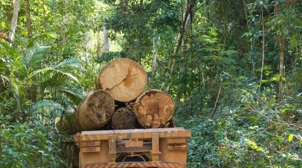 Camión cargado de madera