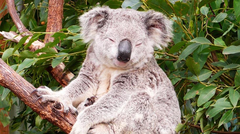 Koala Australia