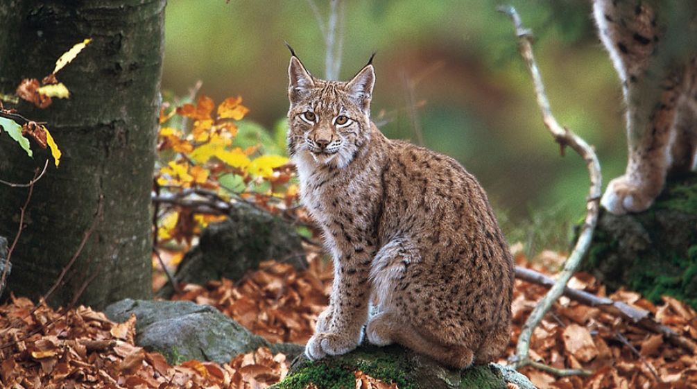 Lince balcánico en el bosque