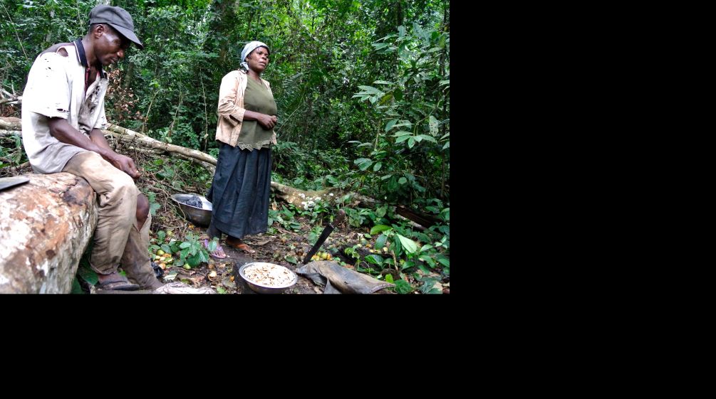 Mujer de Nigeria cosecha mangos