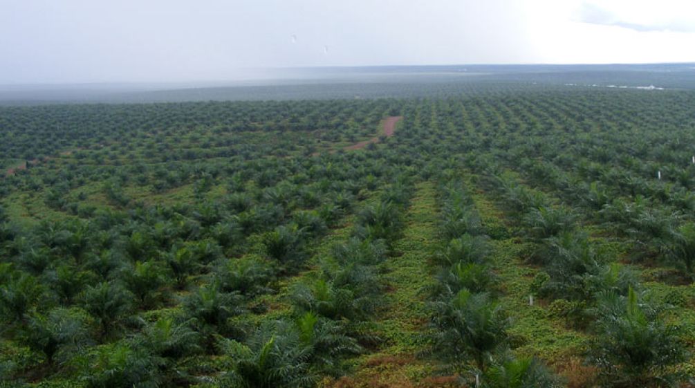 Plantación de palma