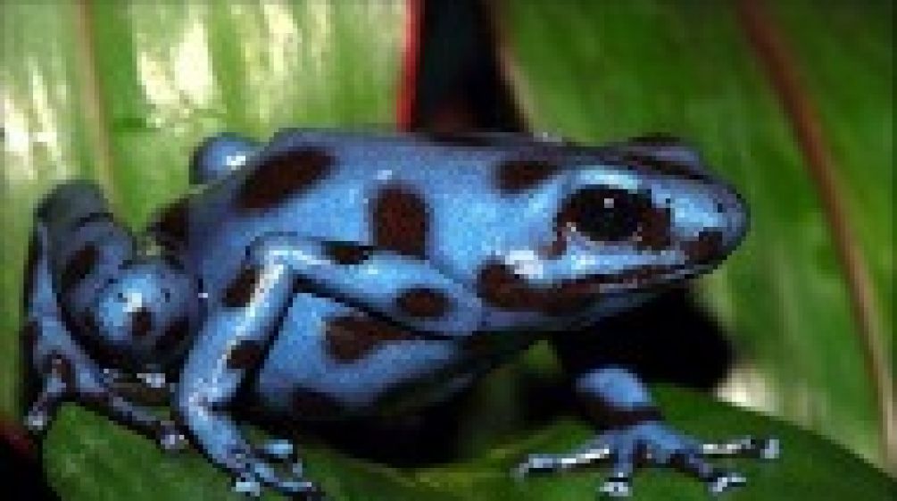 Rana de Lluvia del Tabasará en peligro de extinción