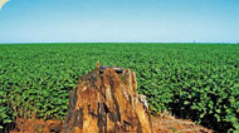Campo de soja