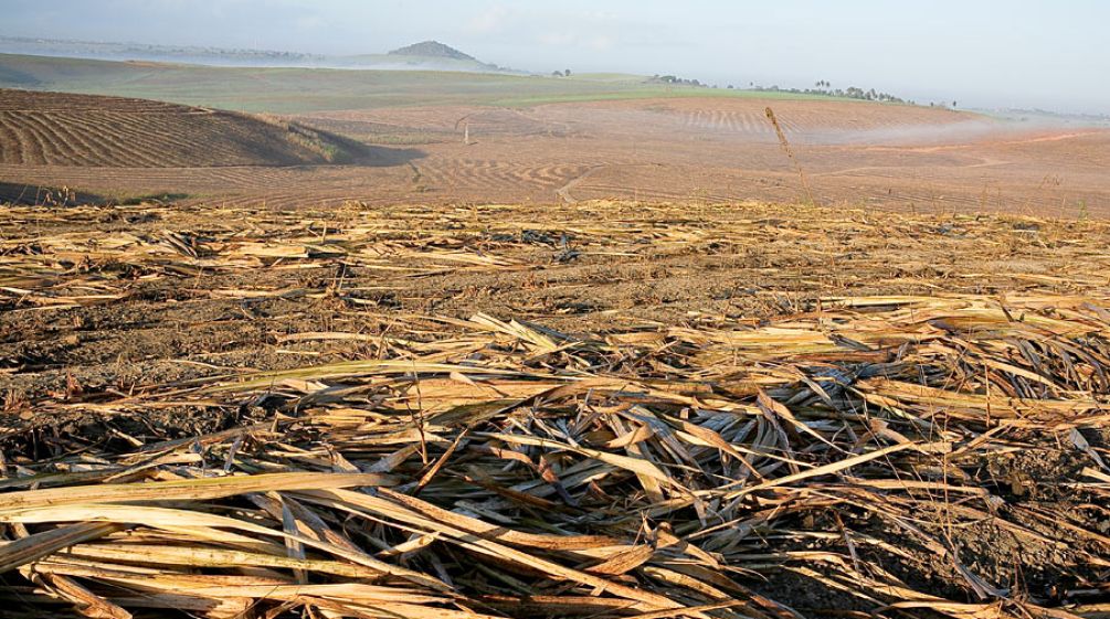 Caña de azúcar en Brasil