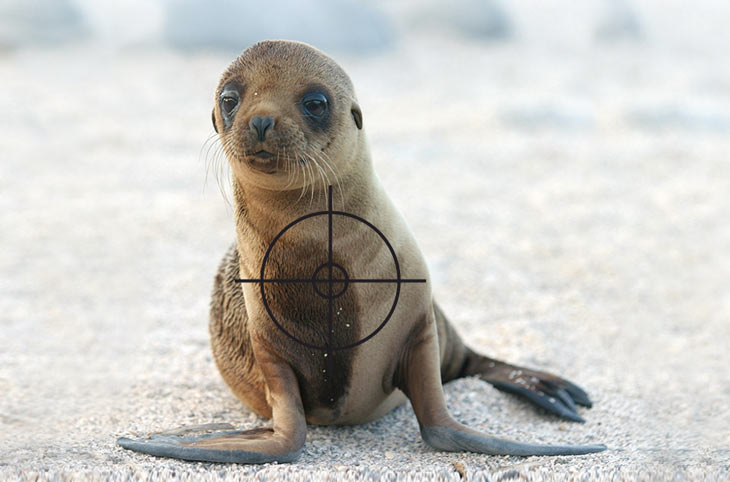 Chile: alarma roja para los lobos marinos - Salva la Selva