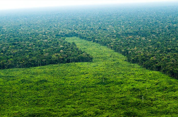 Agroindustria pretende “maquillar” de verde el negocio de la palma aceitera  - Salva la Selva