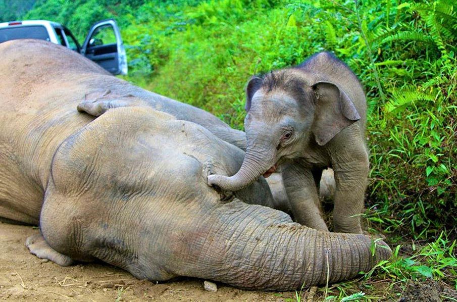 Los últimos elefantes pigmeos de Malasia - Salva la Selva
