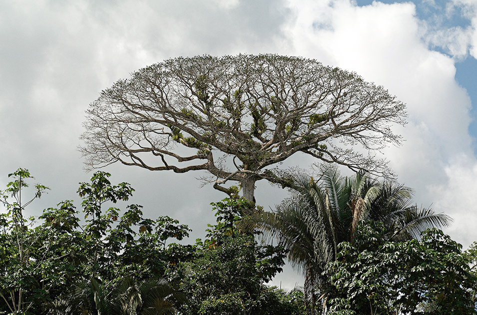EL PETROLEO EN LA SELVA el petroleo en la selva: