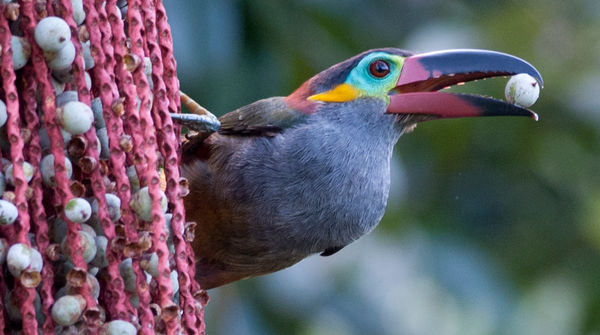 Tucaneta de la Guayana (Selenidera piperivora)