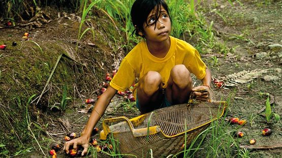 Niña trabaja en plantaciones de palma aceitera