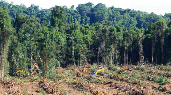 Excavadoras tumbando la selva